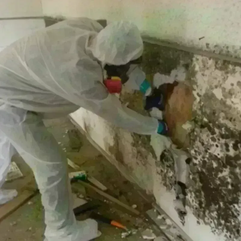 Mold Remediation and Removal in West Pittston, PA